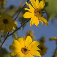 Flori