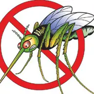 Servicii de dezinsectie in Timisoara