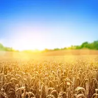 Cum se depoziteaza produsele agricole?