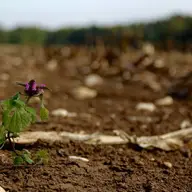 Foraje puturi de apa