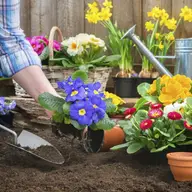 Care sunt primele flori de primăvară din grădină?