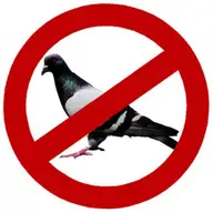 Cum te poate ajuta tehnologia sa scapi de pasari