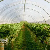 Cum sa alegi folia pentru solar sau sera?