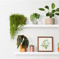 Cum să creezi un colț verde în apartamentul tău: 3 idei de design