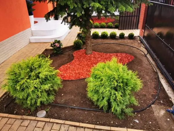 My Garden