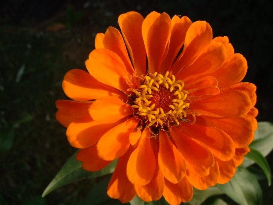 Flori