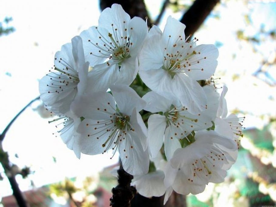 Flori