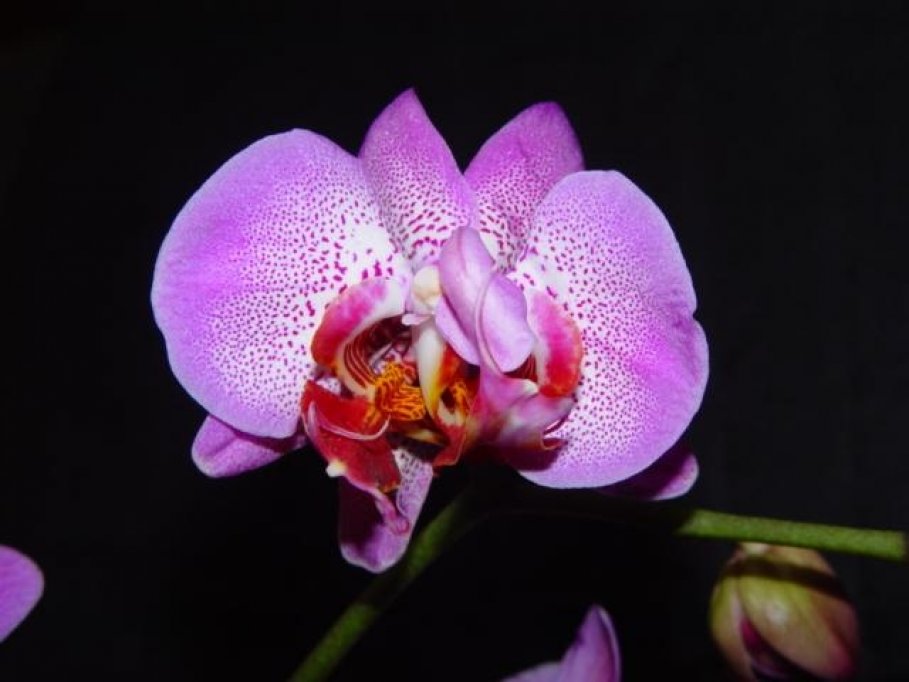 Flori