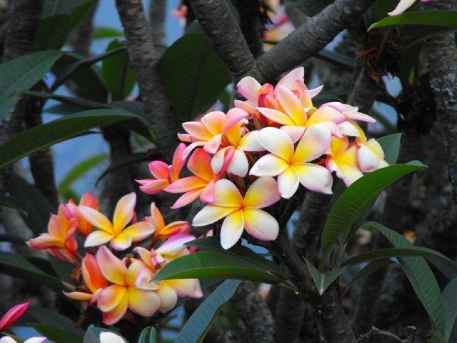 Flori