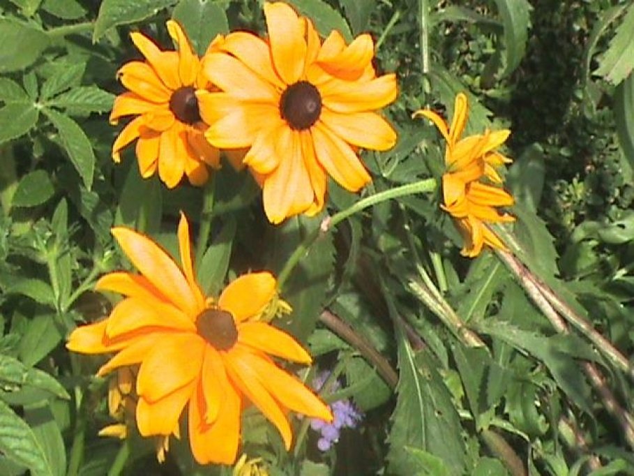 Flori