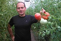 Sătul să vândă roșii naturale la 60 de bani intermediarilor, un mic producător din Timiș alege să dezvolte relații directe cu consumatorii!
