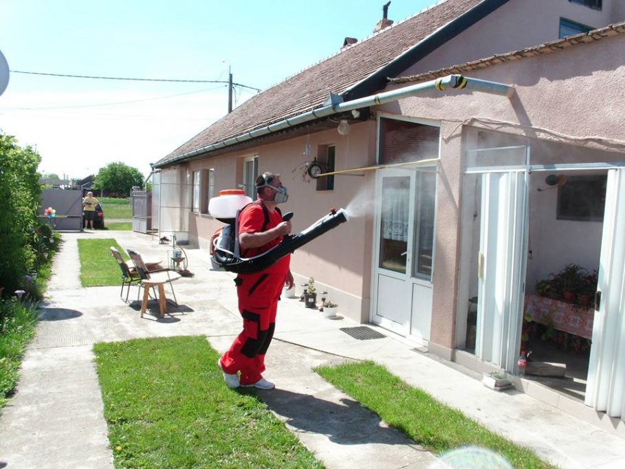 Dezinsectie in Timisoara