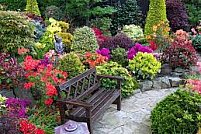 Cum alegem culorile vegetatiei in gradina