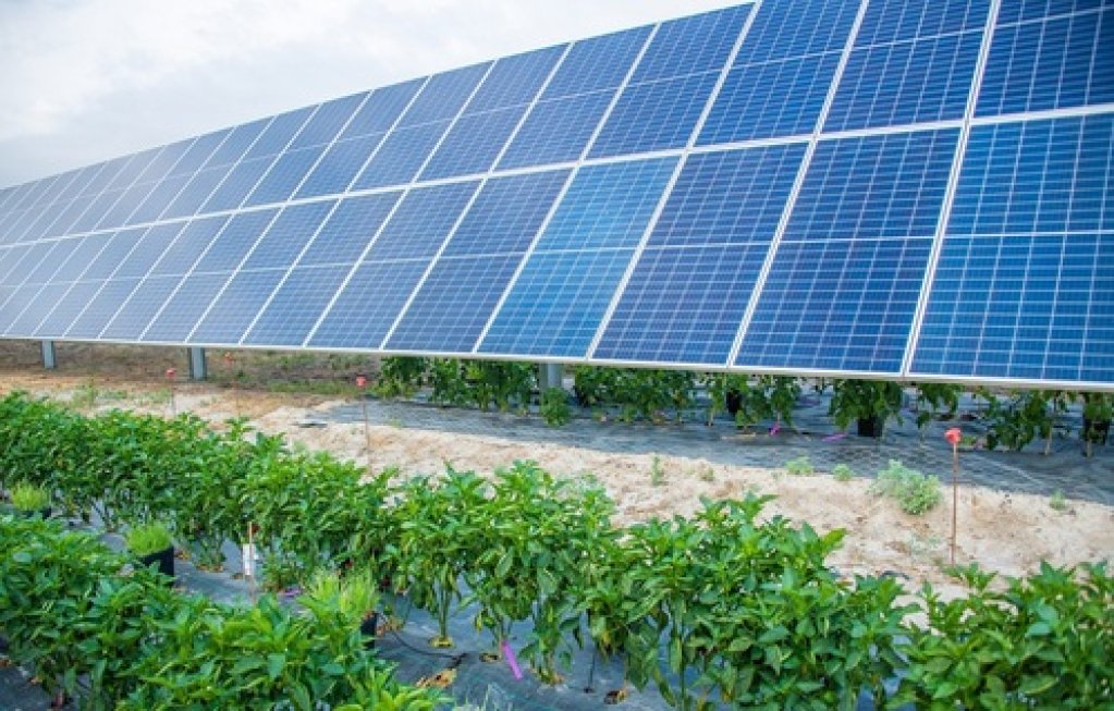 Ce sunt sistemele agrovoltaice?