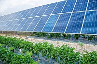 Ce sunt sistemele agrovoltaice?